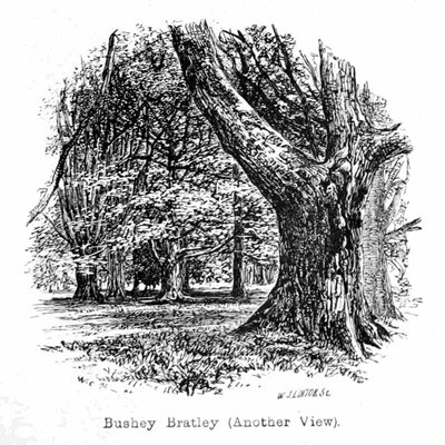 Bushey Bratley by Walter Crane